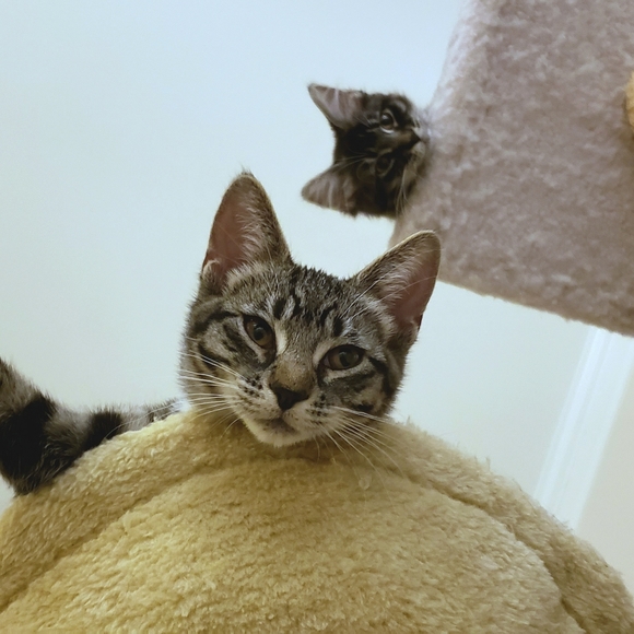 Meet your Posher, Tami - Picture 11 of 13